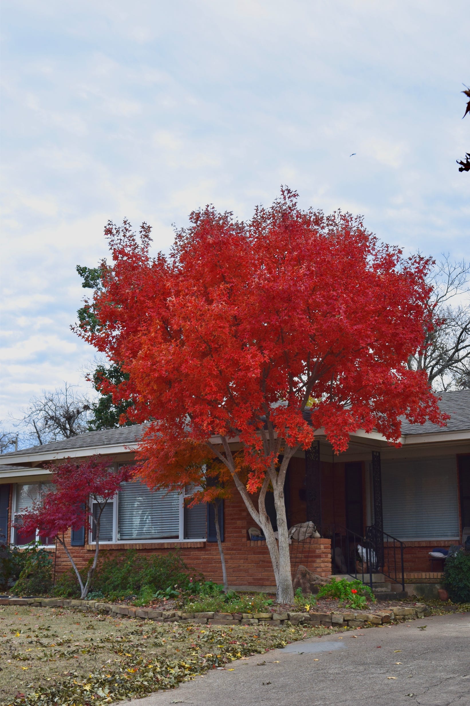 Acer truncatum 'Fire Dragon' TM fall color 2018 in Arlington, TX, truncatum, Shandong maple, Shantung maple.