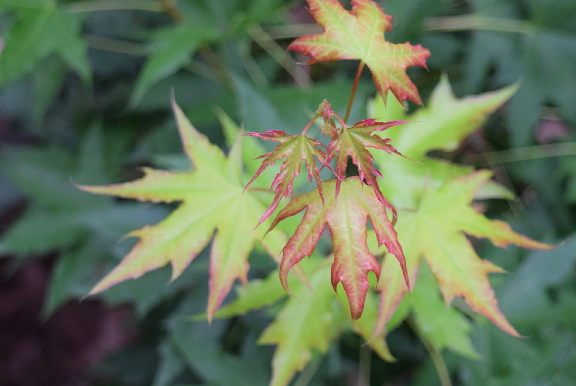 Acer truncatum Shantung maple Shandong maple tree, fall color, bonsai, metro maples, maple leeaves, information on maples