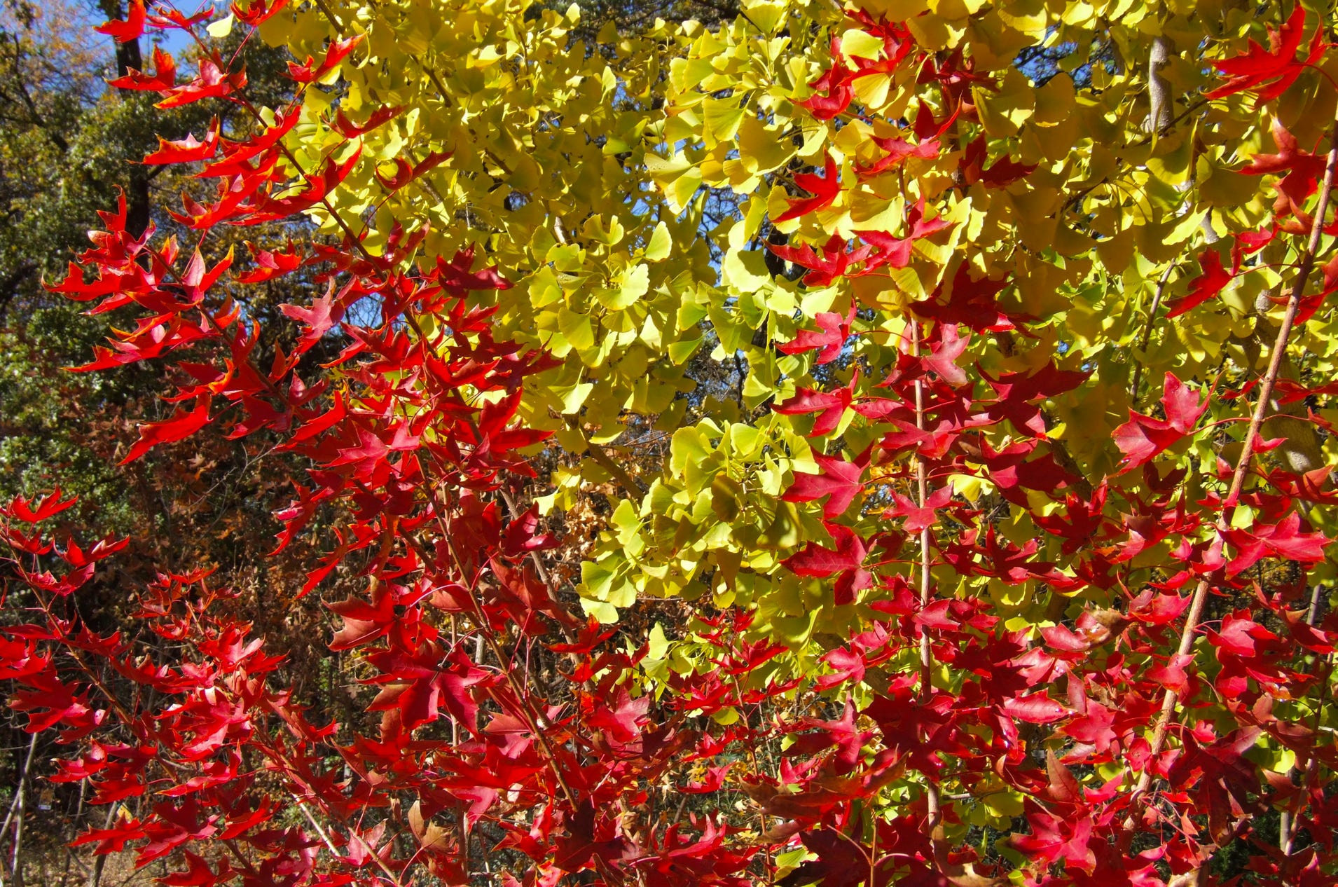 Acer truncatum Shantung maple Shandong maple tree, fall color, bonsai, metro maples, maple leeaves, information on maples