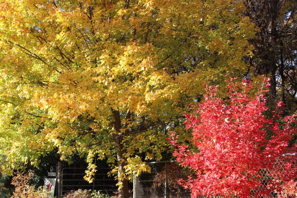 Acer truncatum and Fire Dragon Shantung maple in Nov. 2013 at Metro Maples.