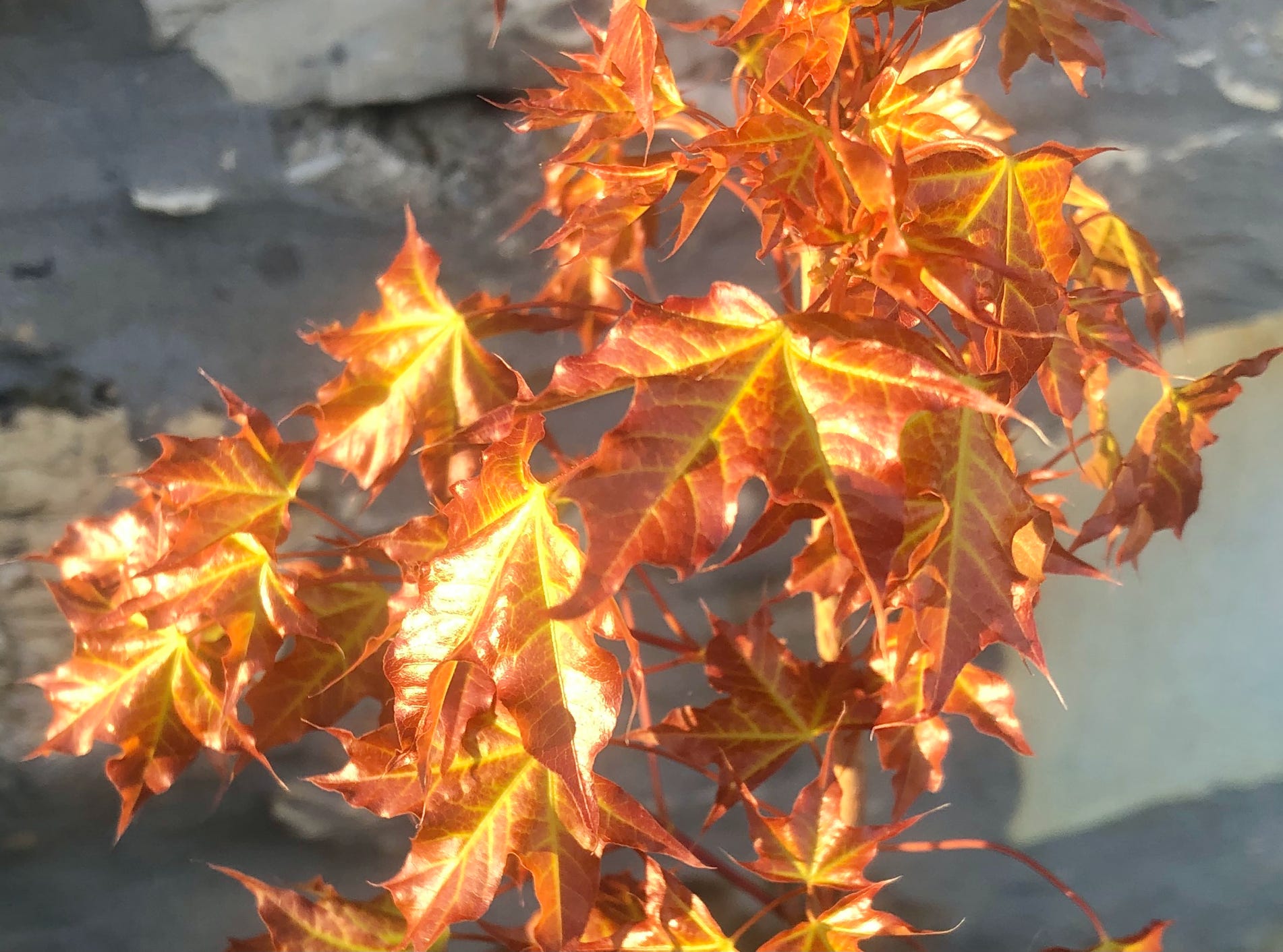 Super Dragon, Acer truncatum Shantung maple Shandong maple tree, fall color, bonsai, metro maples, maple leeaves, information on maples