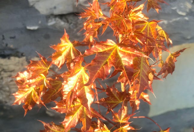acer truncatum Super Dragon spring color, maple, Shantung maple, metro maples
