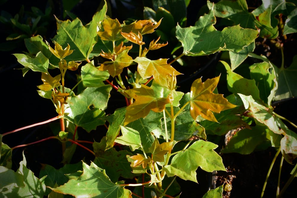 acer maple Shantung Shandong dwarf cuttings rooted 