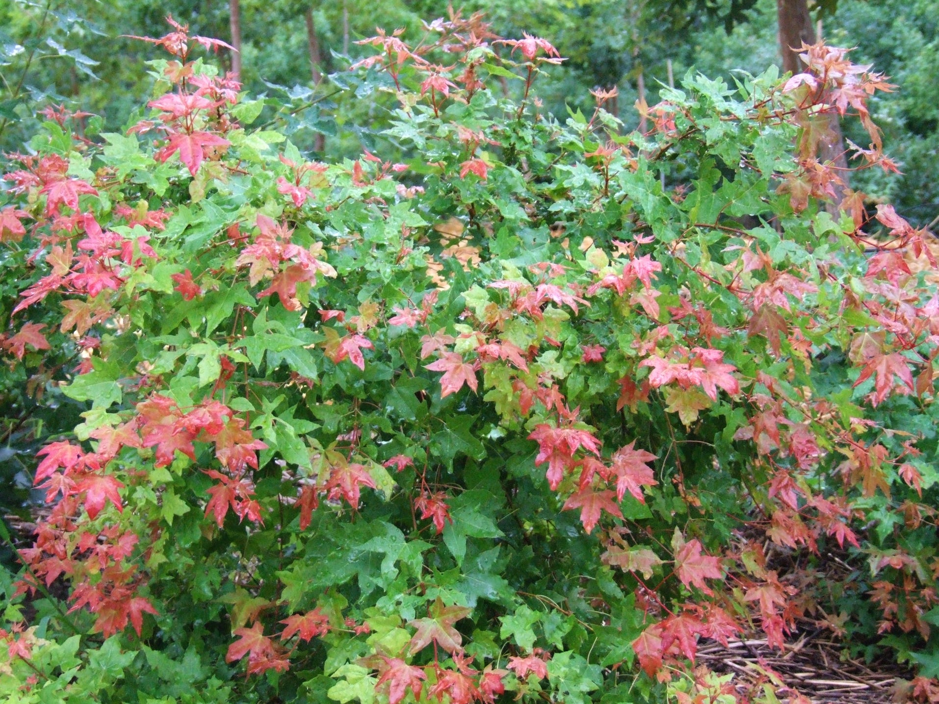 Acer truncatum Shantung maple Shandong maple tree, fall color, bonsai, metro maples, maple leeaves, information on maples