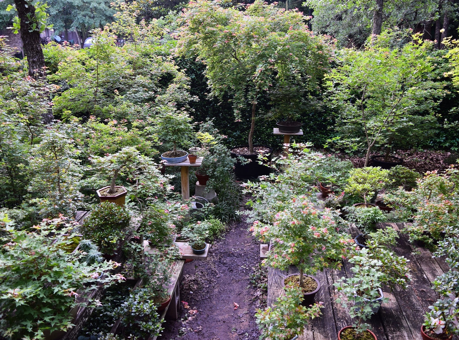 Acer truncatum Shantung maple Shandong maple tree, fall color, bonsai, metro maples, maple leeaves, information on maples