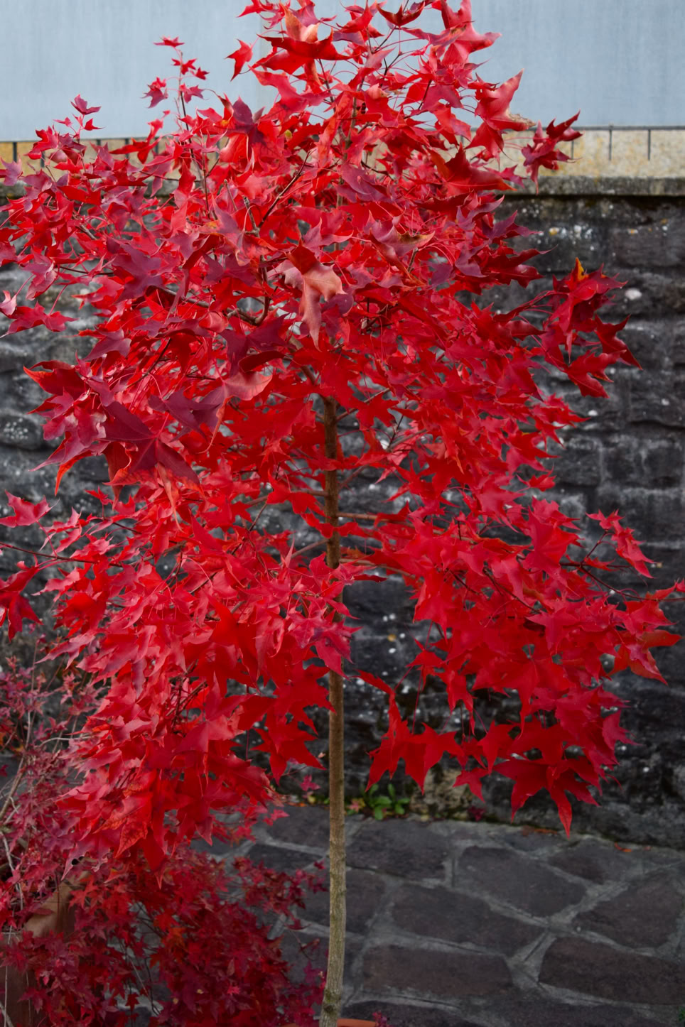 Fire Dragon Shantung maple red fall color. Acer truncatum fall color, Fire Dragon, Flower God seedling