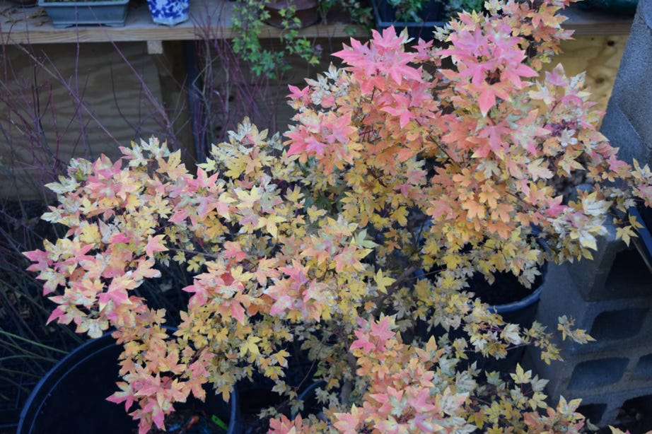 Acer truncatum 'Eye of the Dragon' dwarf Shantung or Shandong maple.