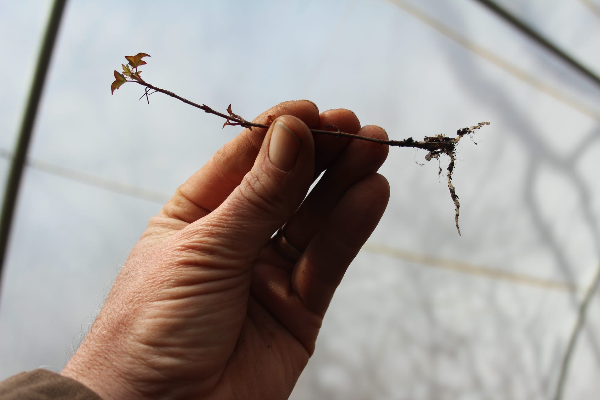 Acer truncatum Flower God, a dwarf Shantung maple.