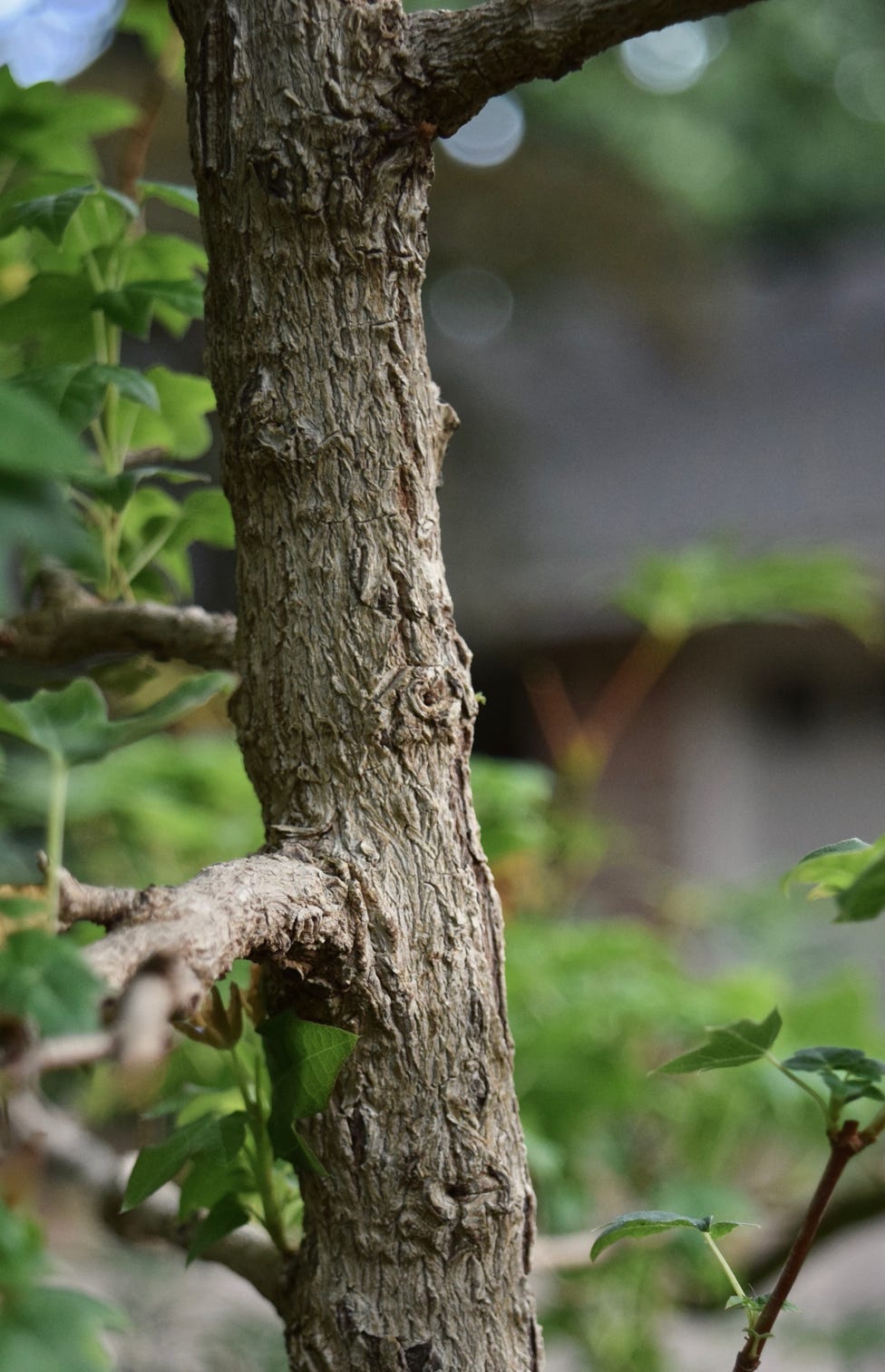 Acer truncatum dwarf Flower God Shantung or Shandong maple.   Dwarf bark, small leaves, bonsai use.