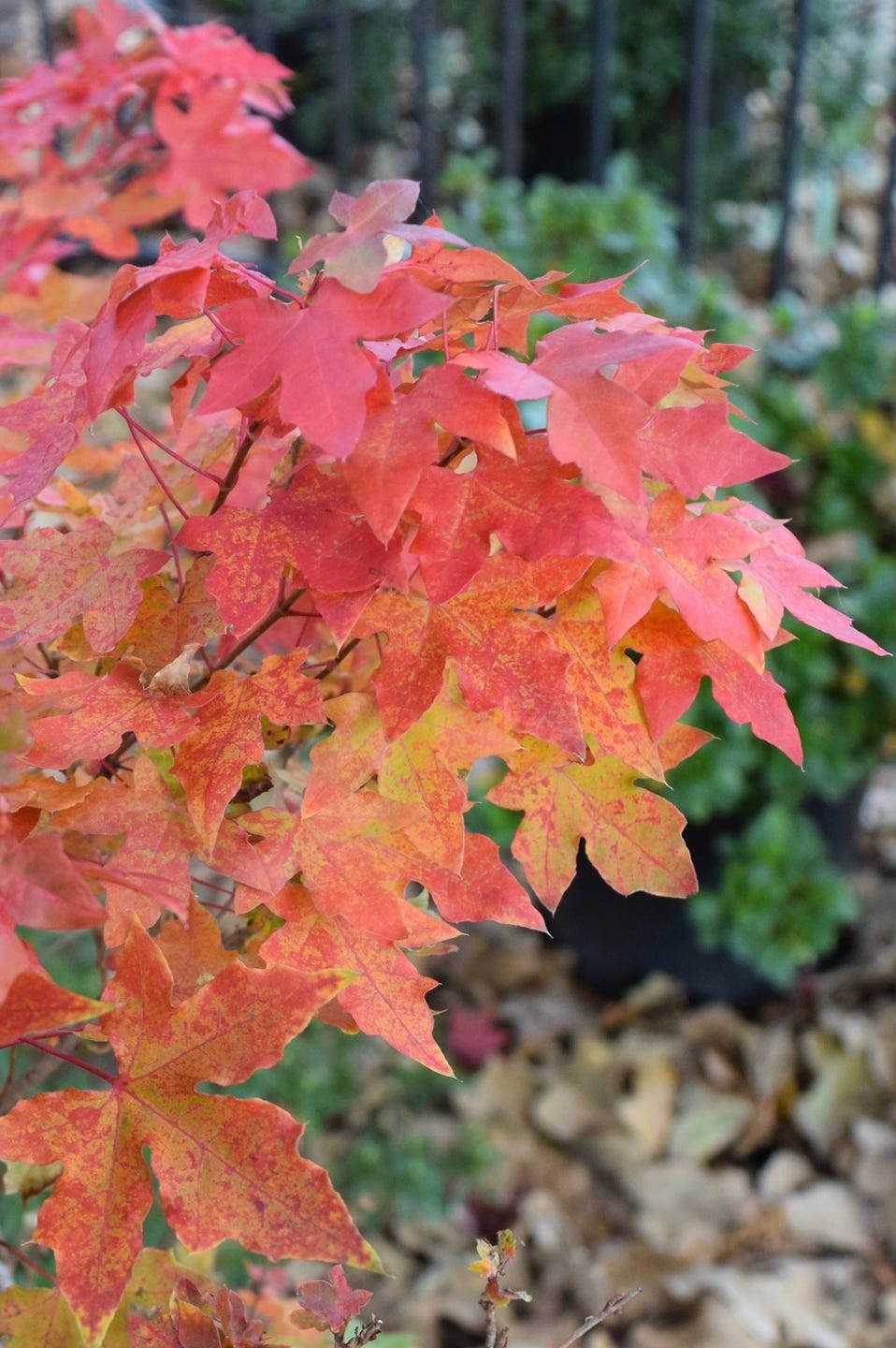 Acer truncatum Shantung maple Shandong maple tree, fall color, bonsai, metro maples, maple leeaves, information on maples