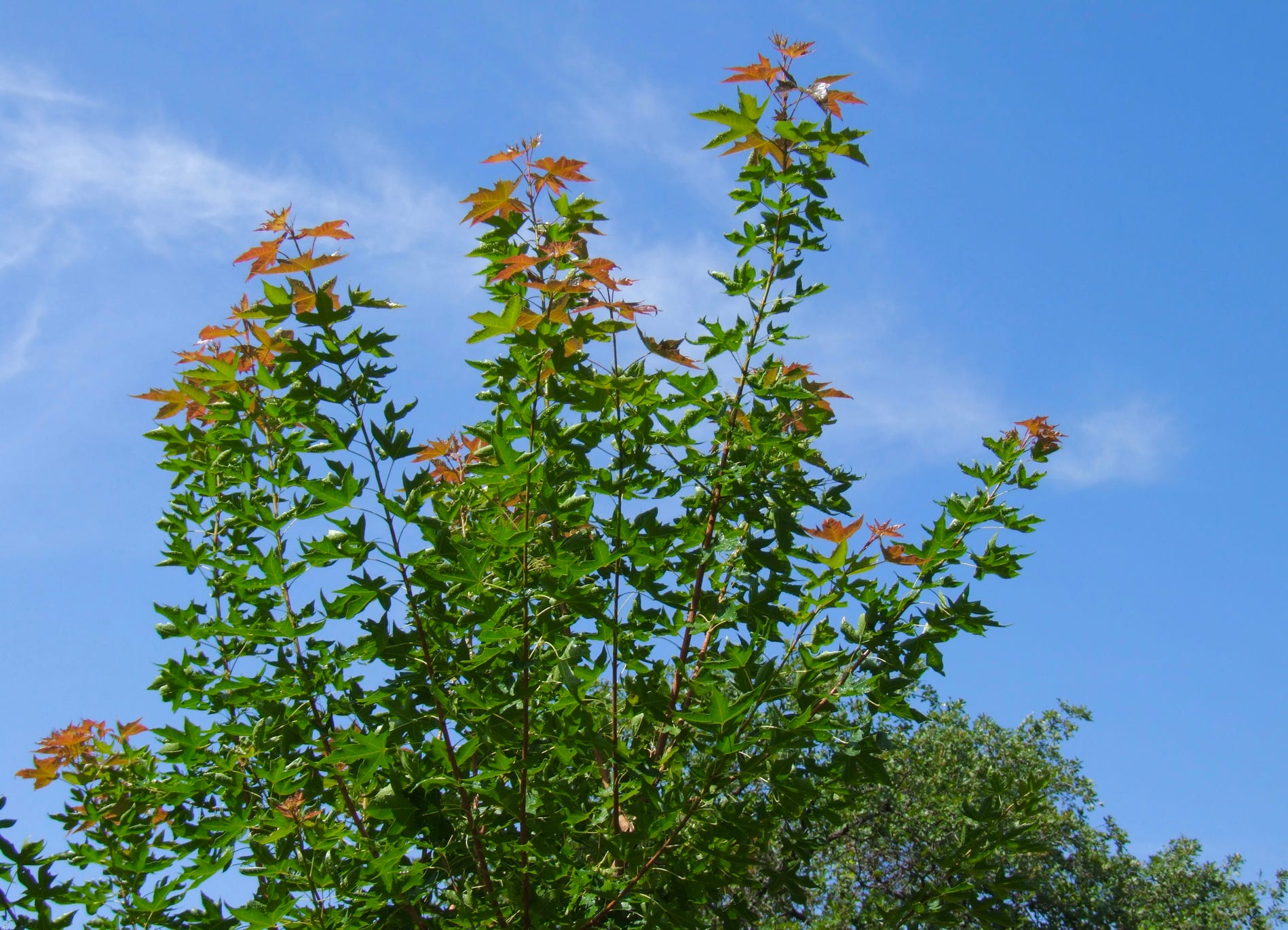 Acer truncatum Shantung maple Shandong maple tree, fall color, bonsai, metro maples, maple leeaves, information on maples