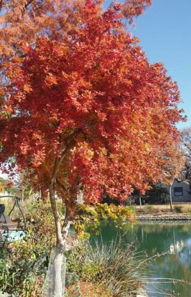 Acer truncatum Shantung maple Eye of the Dragon dwarf bonsai maple