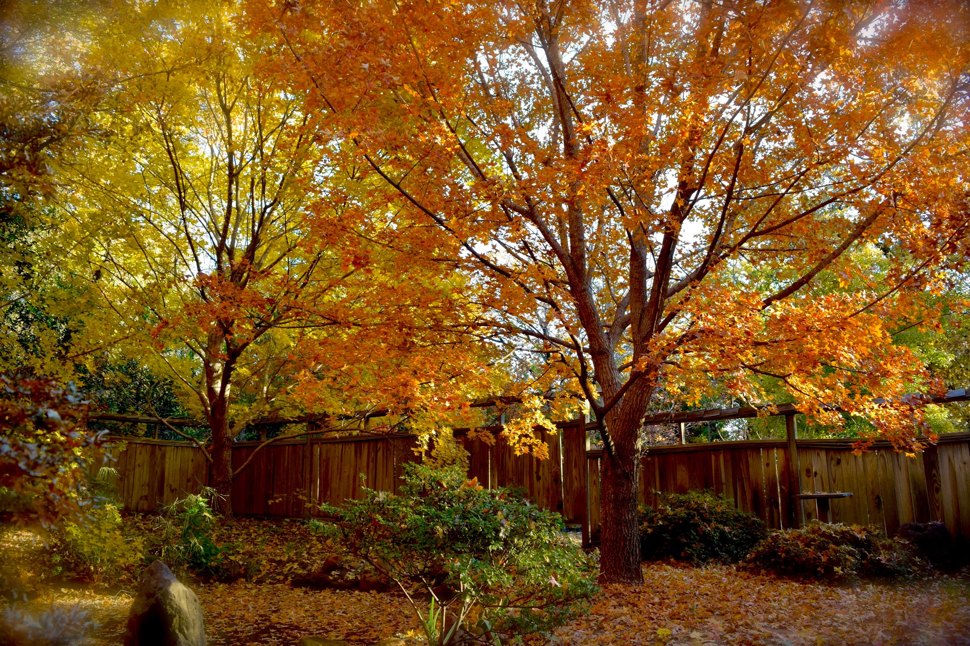 Acer truncatum, Shantung or Shandong maple at Metro Maples.