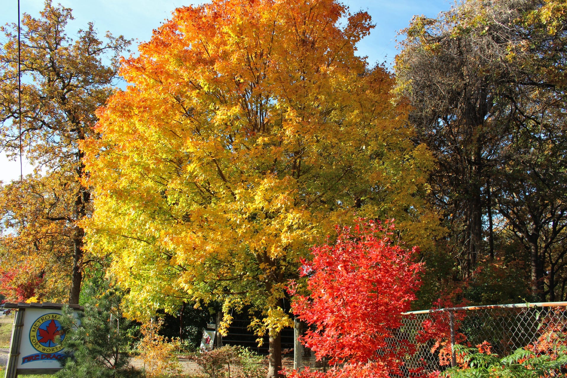 Acer truncatum Shantung maple Shandong maple tree, fall color, bonsai, metro maples, maple leeaves, information on maples, Fire Dragon red fall color