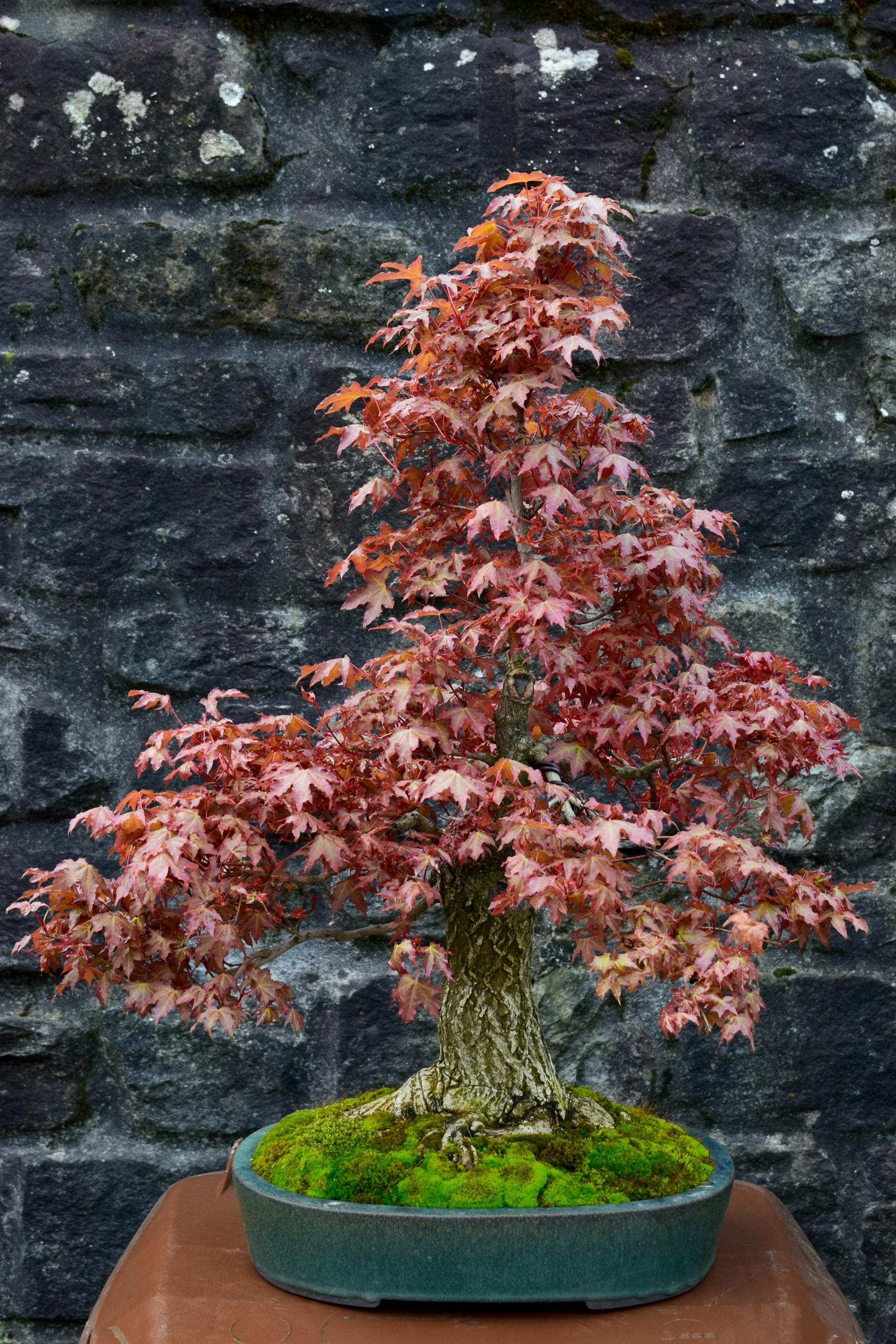 Acer truncatum Shantung maple Shandong maple tree, fall color, bonsai, metro maples, maple leeaves, information on maples, Baby Dragon dwarf maple bonsai