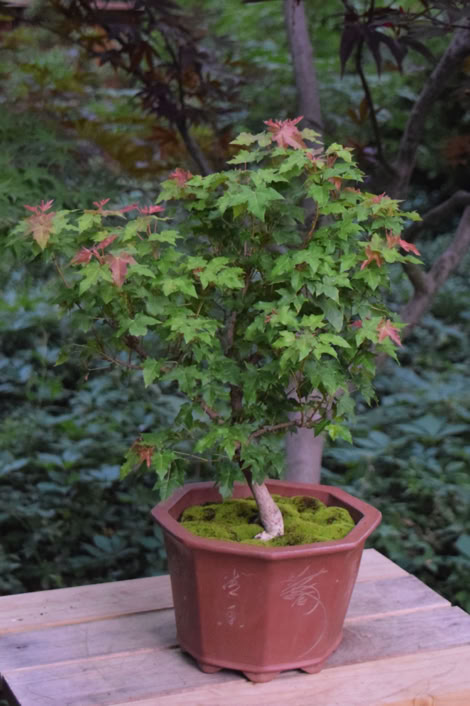 Acer truncatum, Shandong or Shantung in bonsai training.  A dwarf, 7 years old.