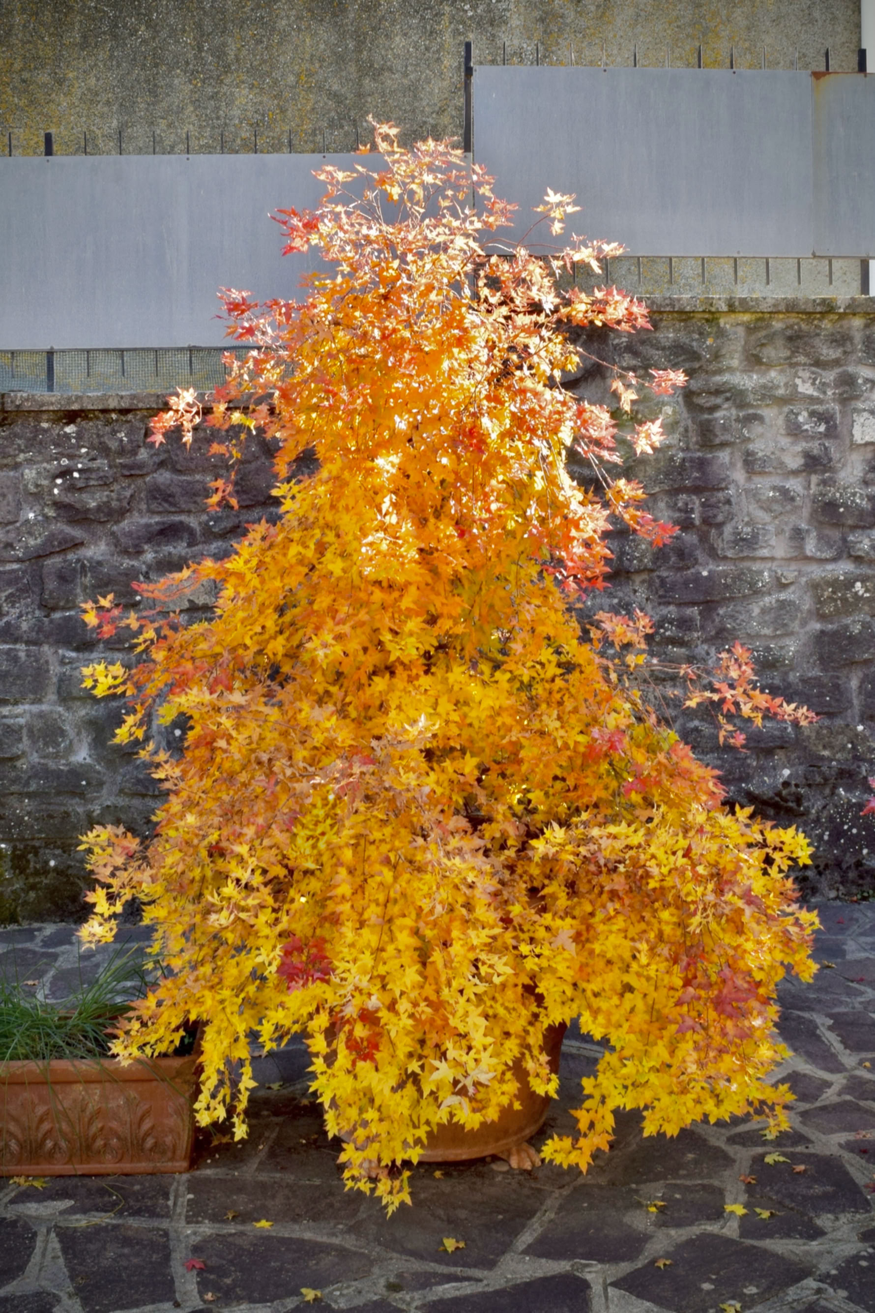 Acer truncatum Shantung maple Shandong maple tree, fall color, bonsai, metro maples, maple leeaves, information on maples, Baby Dragon fall color