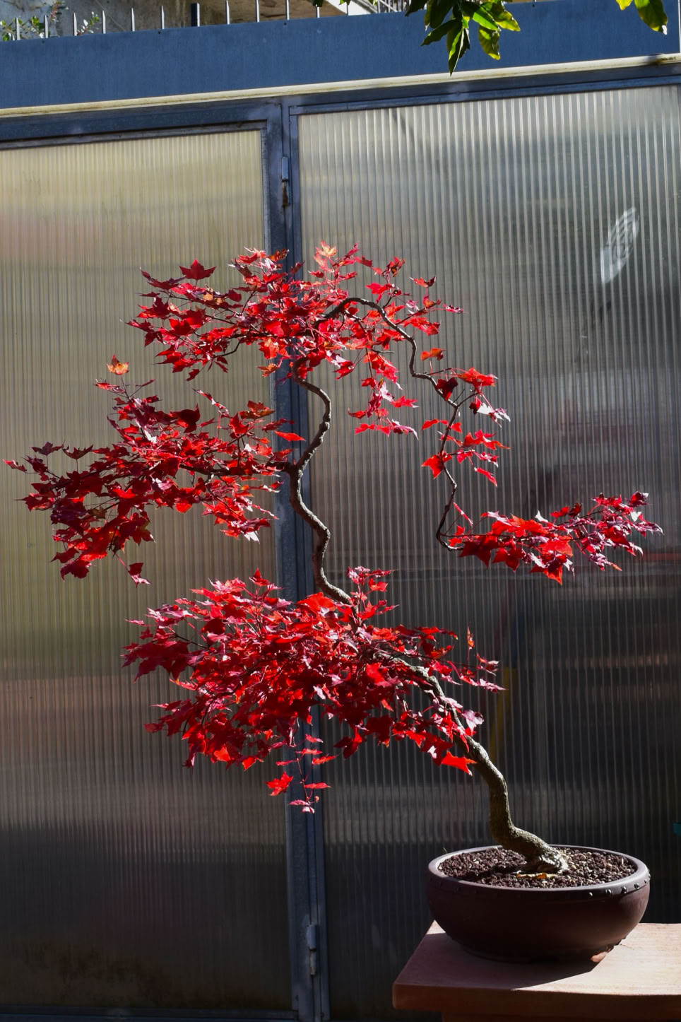 Flower God litterati style bonsai fall color. Acer truncatum, seed of Fire Dragon maple, dwarf, bonsai maple, Shantung maple