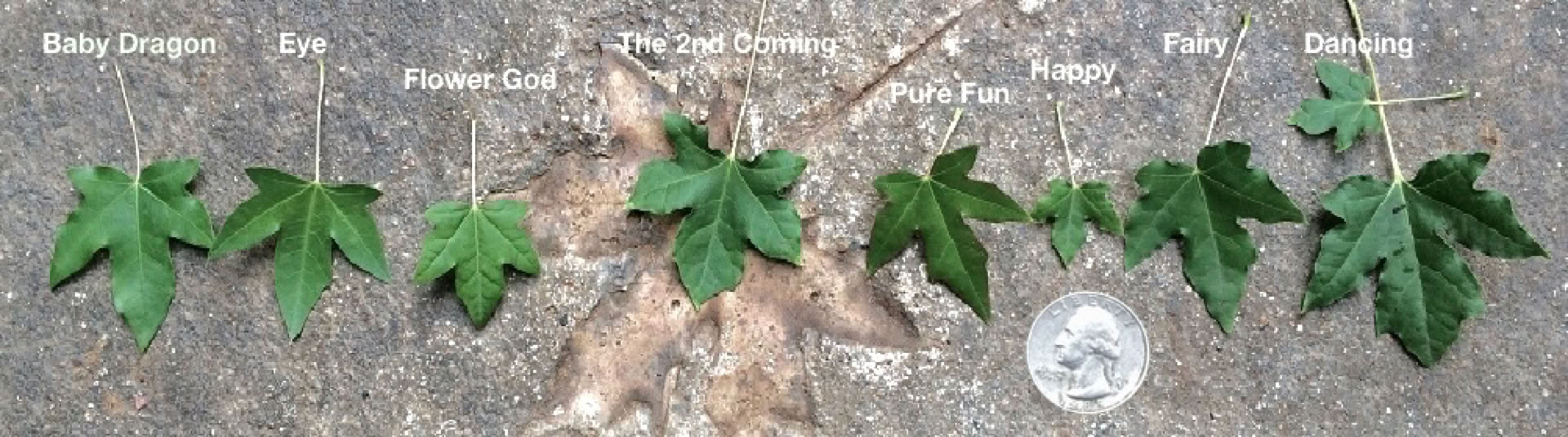 Acer truncatum Shantung maple Shandong maple tree, fall color, bonsai, metro maples, maple leeaves, information on maples