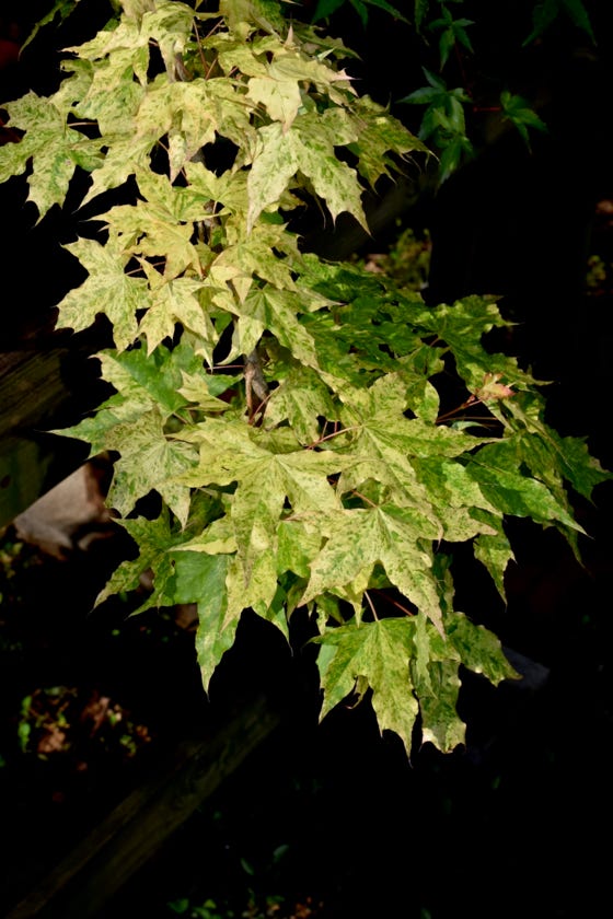 Acer truncatum 'Sugar Dragon' Shandong or Shantung maple. Sugar Dragon variegated maples.