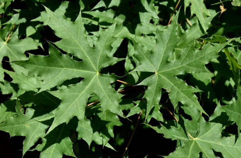 Acer truncatum, common name Shandong or Shantung maple.  This one is TARP Dragon.