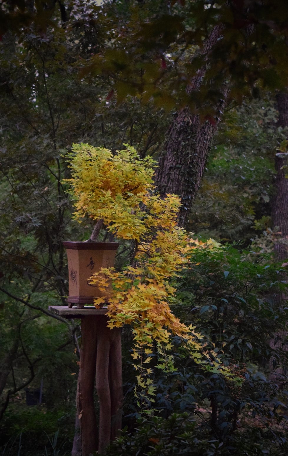 Acer truncatum Baby Dragon TM dwarf Shantung, or Shandong maple.