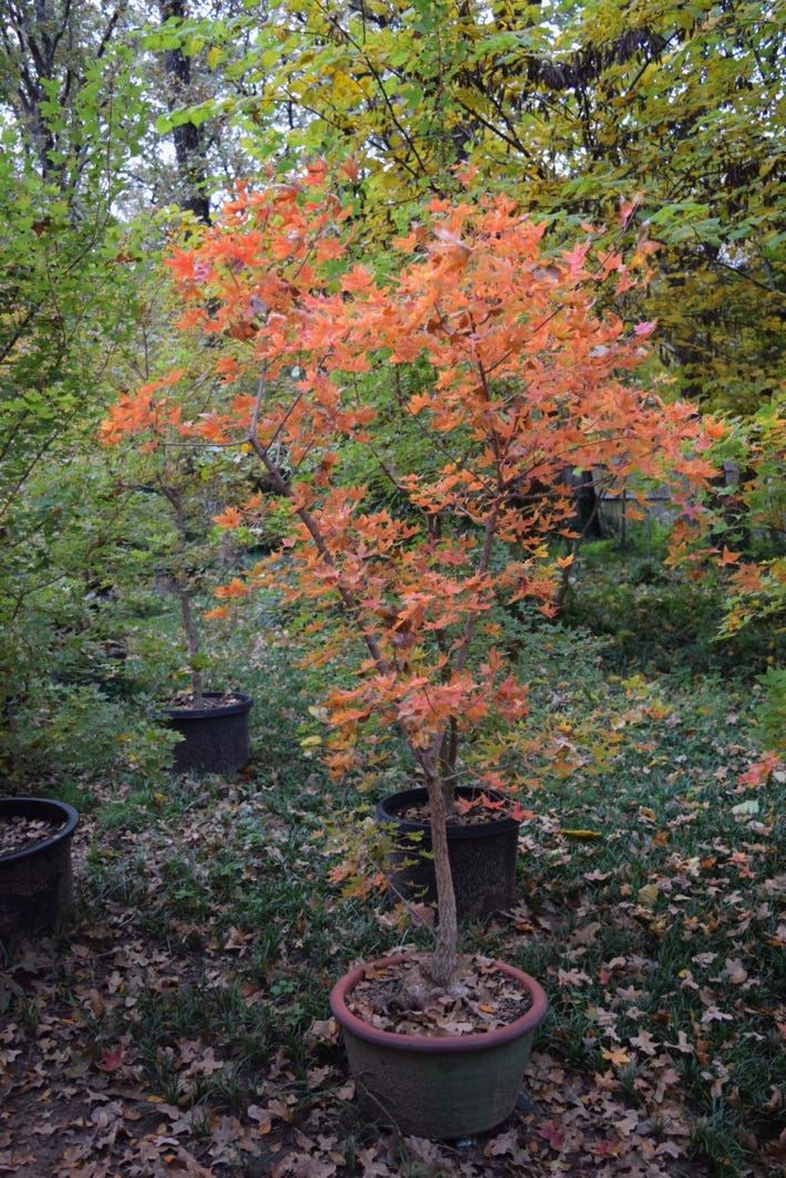 Acer truncatum FIYA Dragon dwarf Shantung, or Shandong maple.