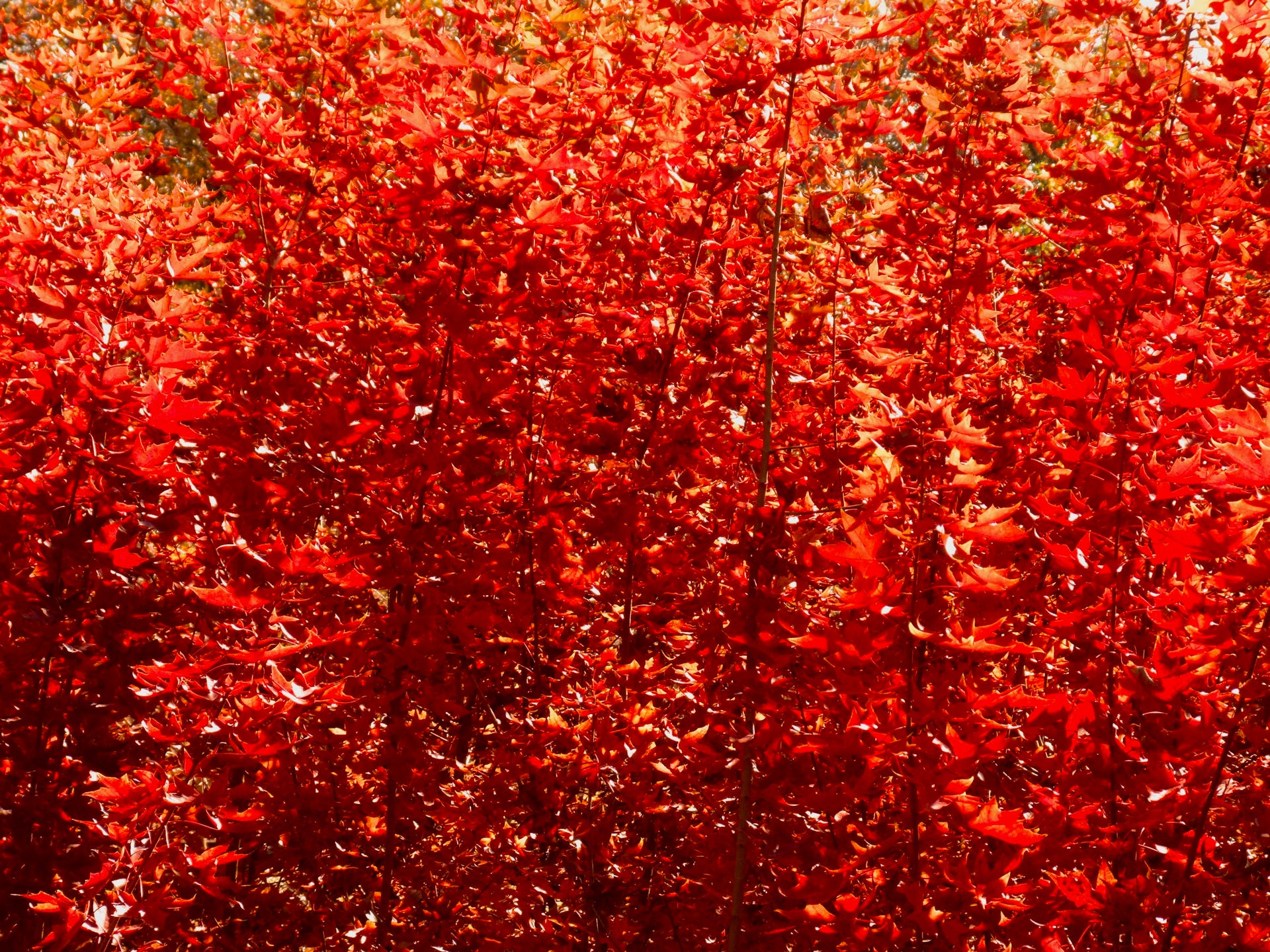 Acer truncatum Shantung maple Shandong maple tree, fall color, bonsai, metro maples, maple leeaves, information on maples