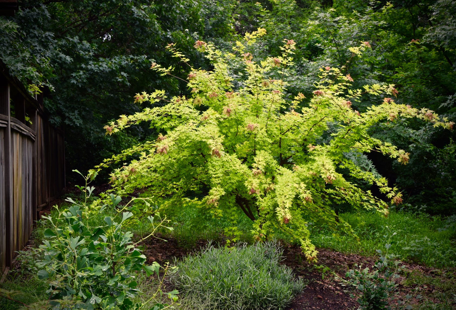 Acer truncatum Shantung maple Shandong maple tree, fall color, bonsai, metro maples, maple leeaves, information on maples