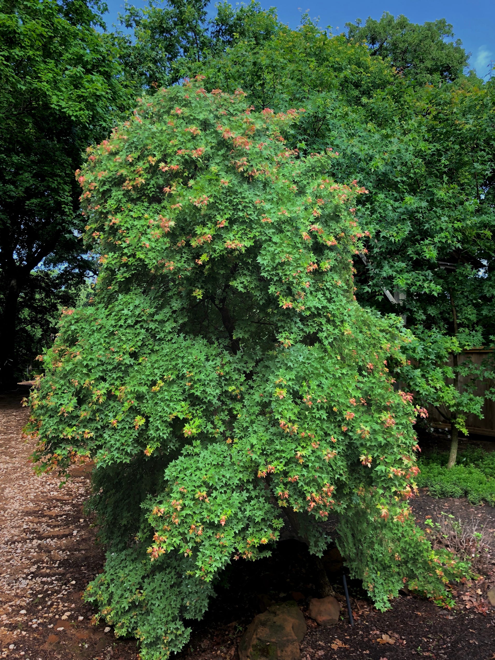 Acer truncatum Shantung maple Shandong maple tree, fall color, bonsai, metro maples, maple leeaves, information on maples