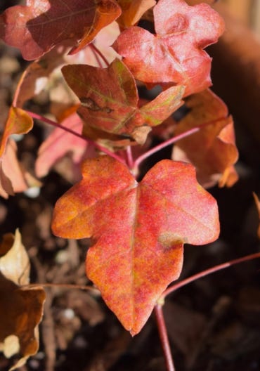 Acer truncatum dwarf fall color Shantung maple 3rd generation