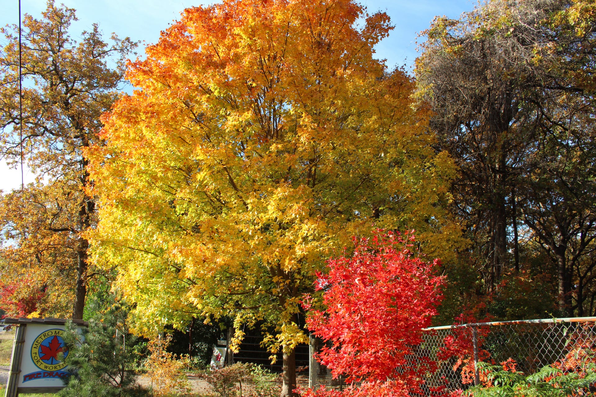 Acer truncatum, Shandong or Shantung maple at the gate of Metro Maples.