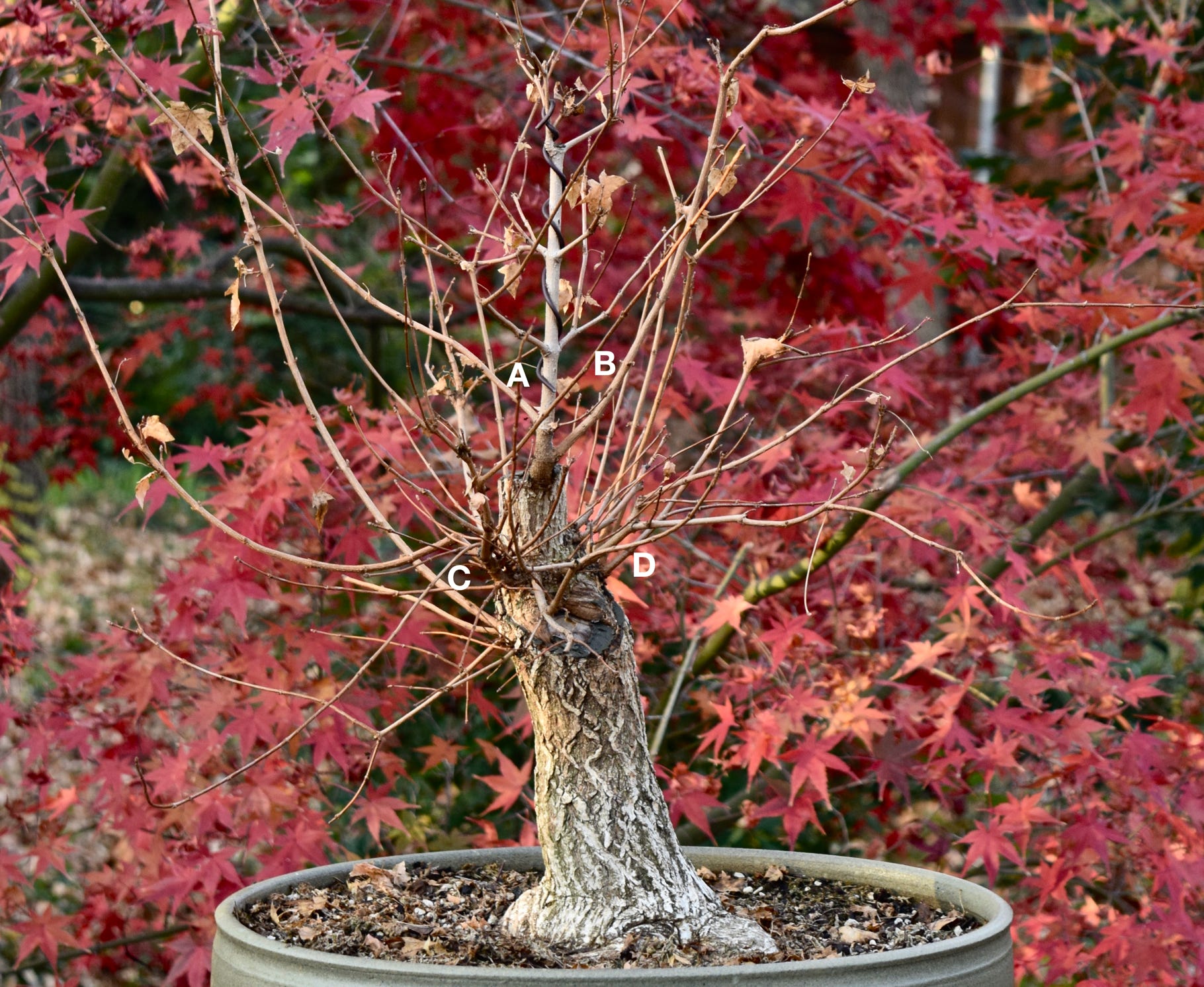 Acer truncatum Baby Dragon dwarf Shantung or Shandong maple bonsai.