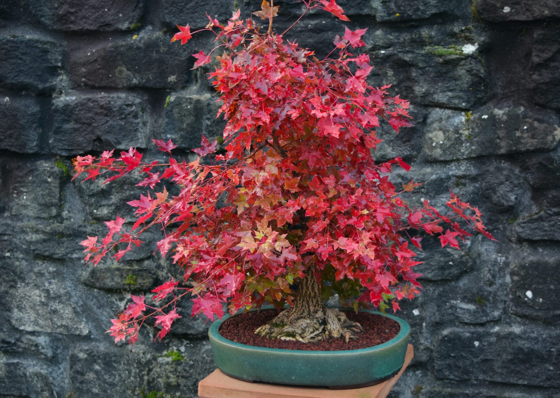 Acer truncatum Shantung maple Shandong maple tree, fall color, bonsai, metro maples, maple leeaves, information on maples, Flower God bonsai