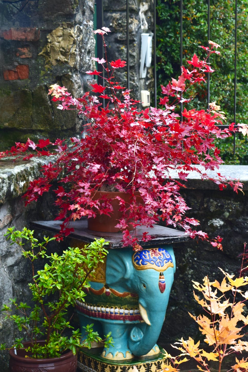 Acer truncatum Shantung maple Shandong maple tree, fall color, bonsai, metro maples, maple leeaves, information on maples