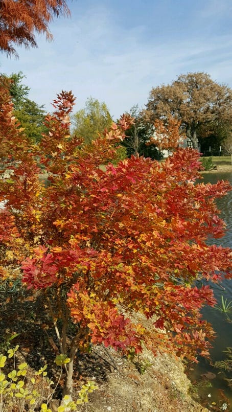 Acer truncatum 'Eye of the Dragon' dwarf Shantung or Shandong maple.