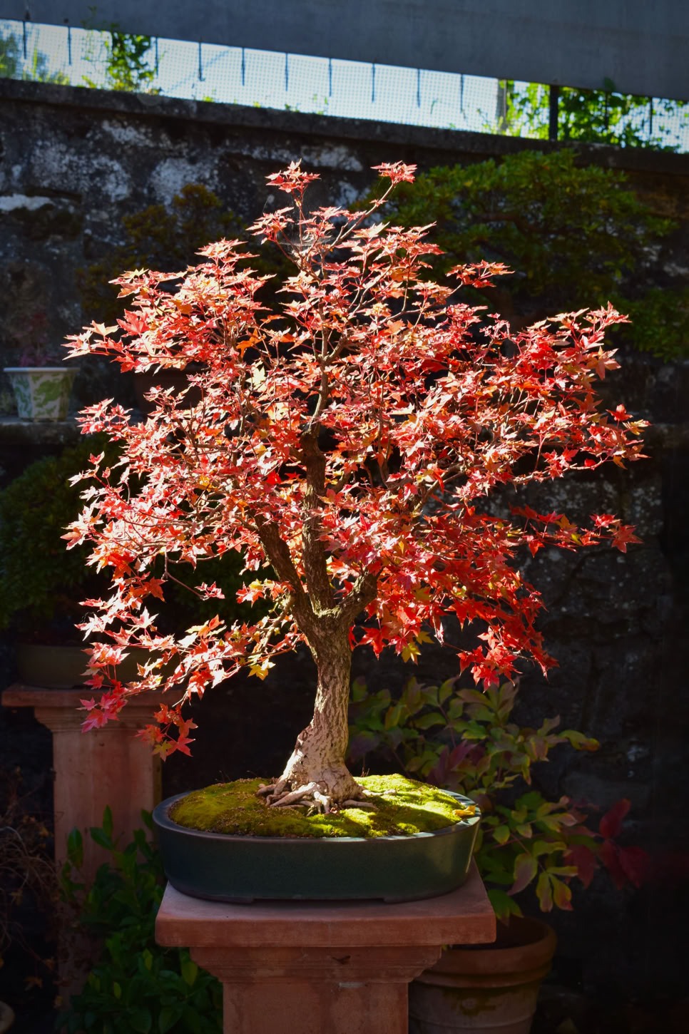 Pure Fun graft with very small, original size dwarf leaves. Acer truncatum, dwarf, fall color, Shantung maple, seed of Fire Dragon maple