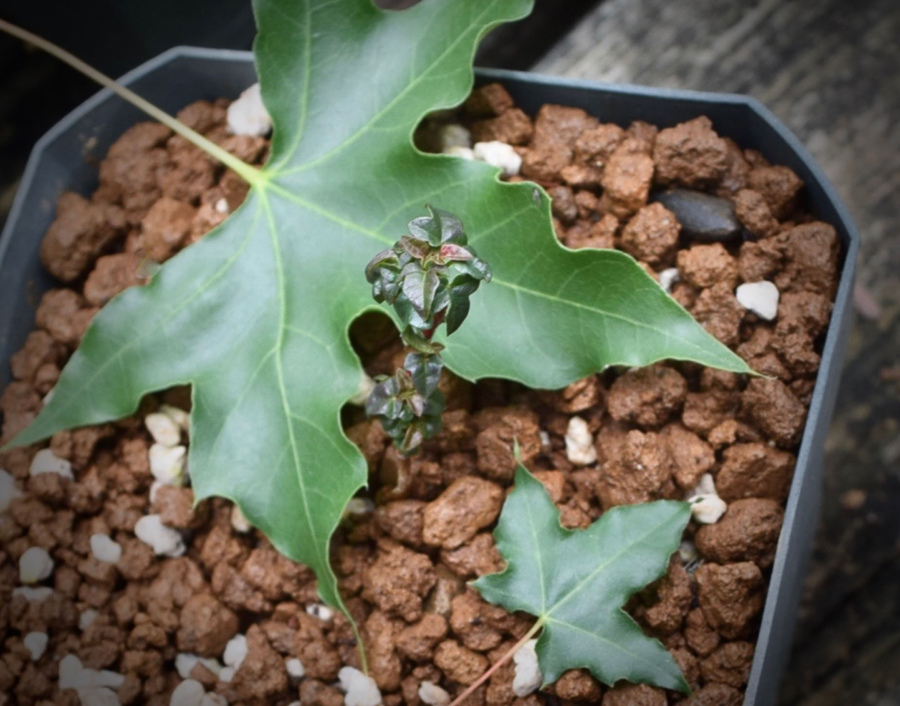 Fire Dragon vs Flower God vs new 3rd generation tiny dwarf, May 31, 2021. Acer dwarf Shantung maple Fire Dragon 3rd generation smallest maple leaf Shandong maple bonsai
