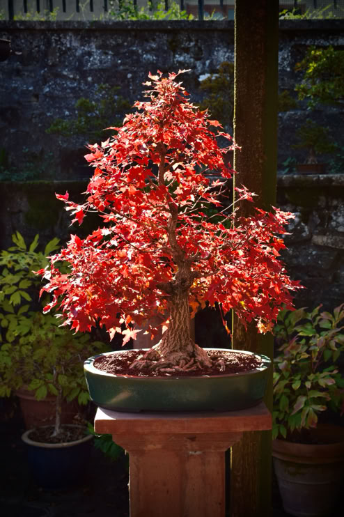 Acer truncatum 'Flower God' dwarf Shantung or Shandong maple.