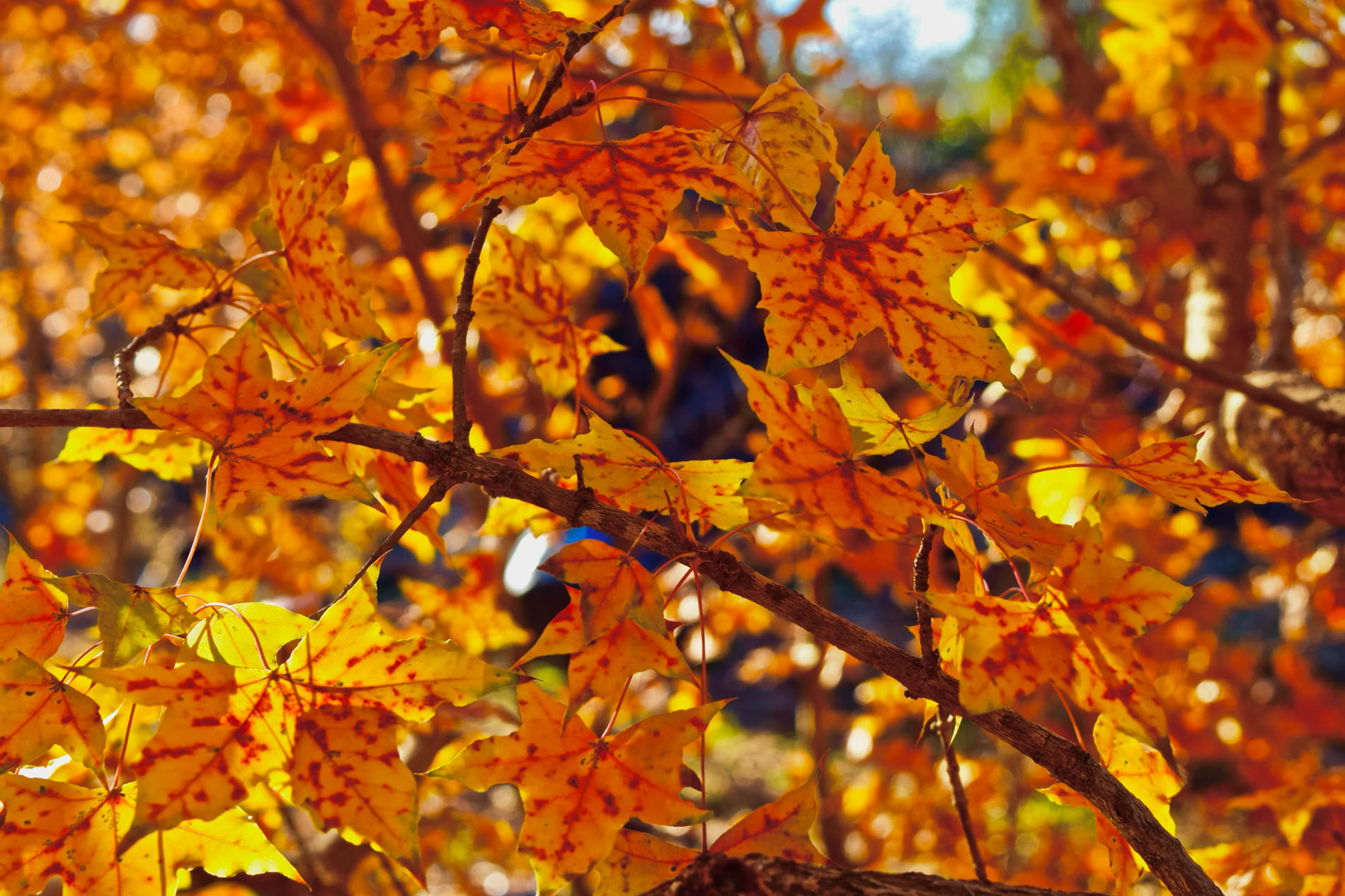 Acer truncatum Shantung maple Shandong maple tree, fall color, bonsai, metro maples, maple leeaves, information on maples, sweet spot fall color