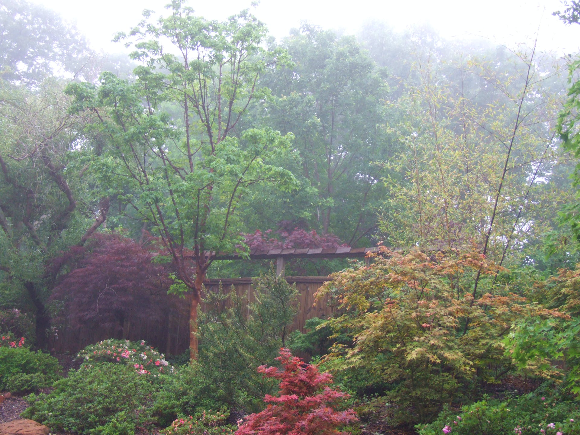 Fire Dragon Shandong maple, Purpleblow maples.  Acer truncatum, Shantung maple.