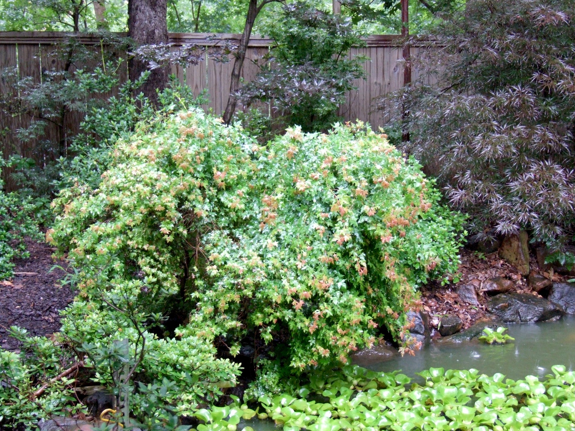 Acer truncatum Baby Dragon TM, a dwarf Shandong, or Shantung maple.  Small thumbnail size leaves,