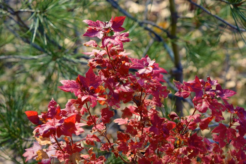 Acer truncatum 'Flower God' dwarf Shantung or Shandong maple.