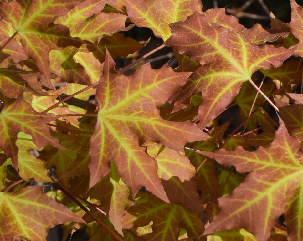 Acer truncatum Shantung maple Shandong maple tree, fall color, bonsai, metro maples, maple leeaves, information on maples