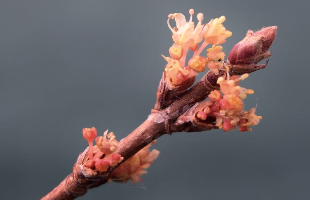 Acer truncatum dwarf Shantung maple 'Flower God' Shandong maple flowers for bonsai