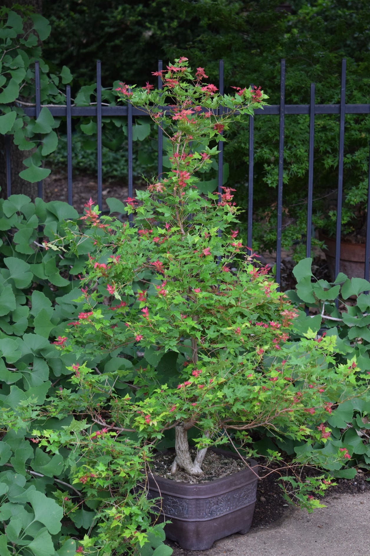 Acer truncatum Baby Dragon twin trunk bonsai dwarf Shantung or Shandong maple.