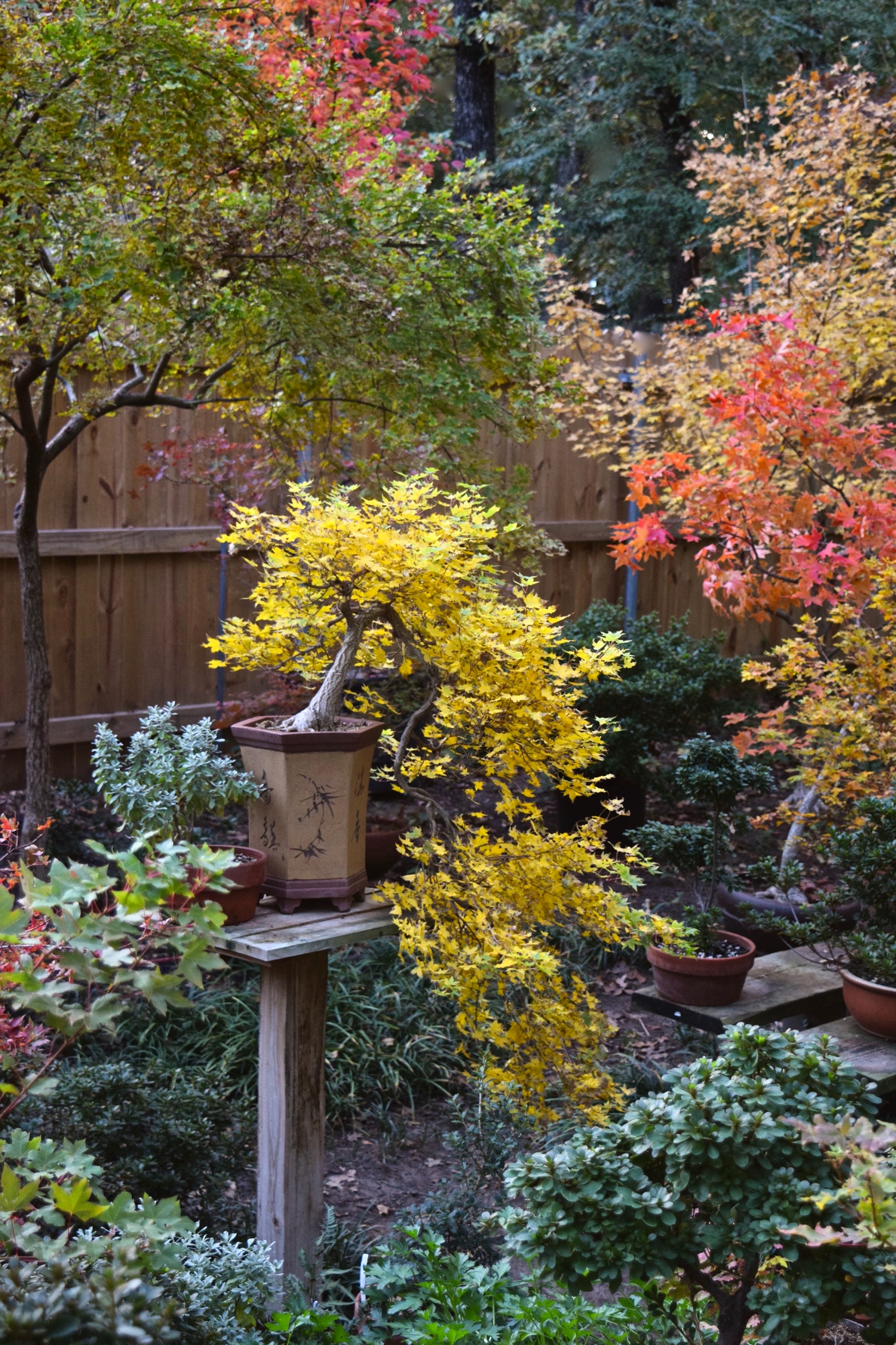 Acer truncatum Baby Dragon dwarf Shantung maple cascade bonsai fall color