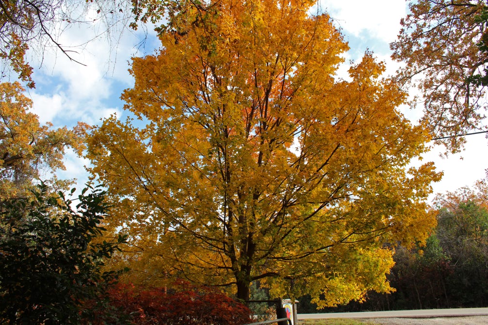 Acer truncatum, Shantung maple in Nov. 2013 at Metro Maples.