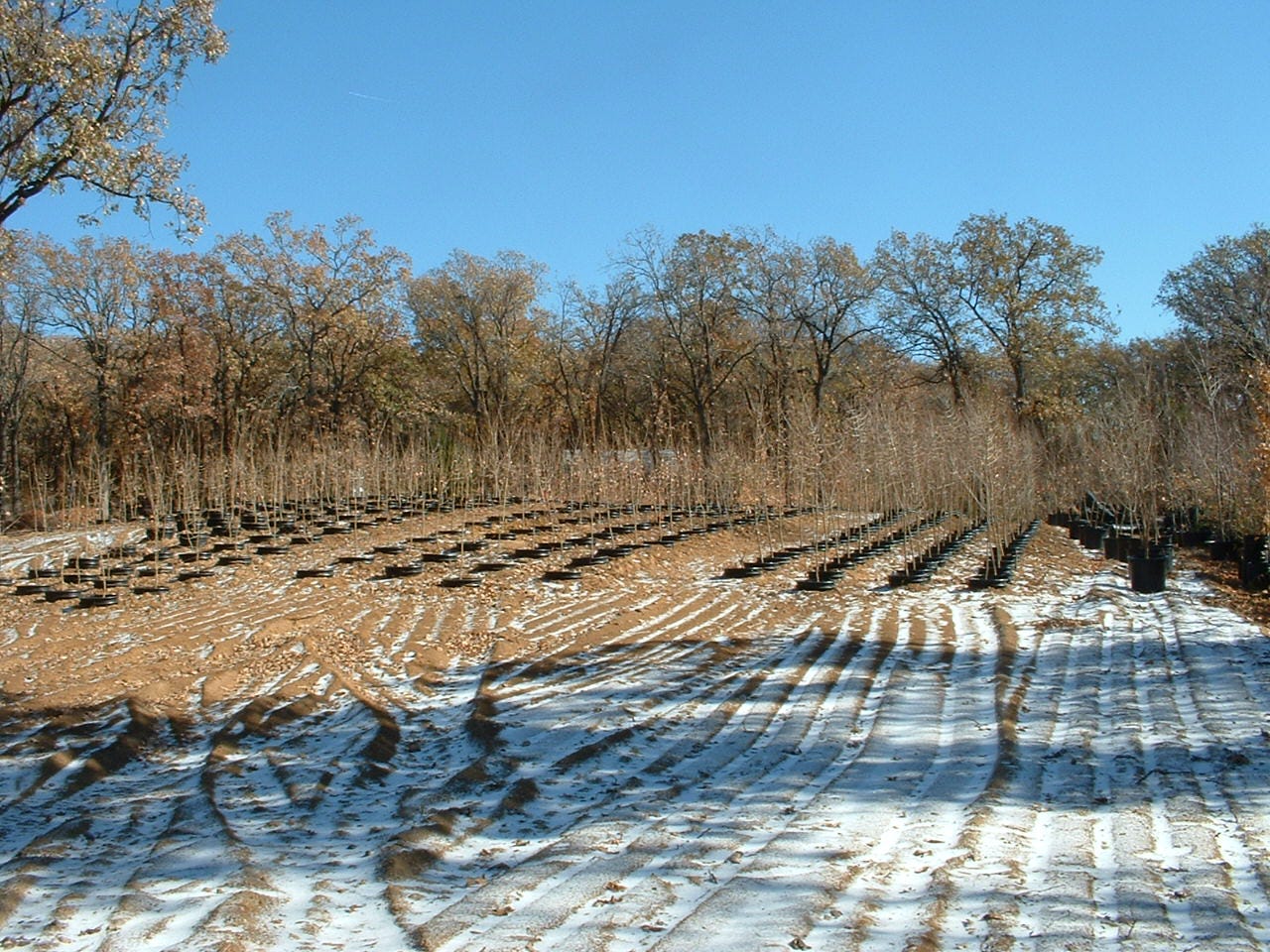 Shantung maples, acer truncatum in production at Metro Maples.