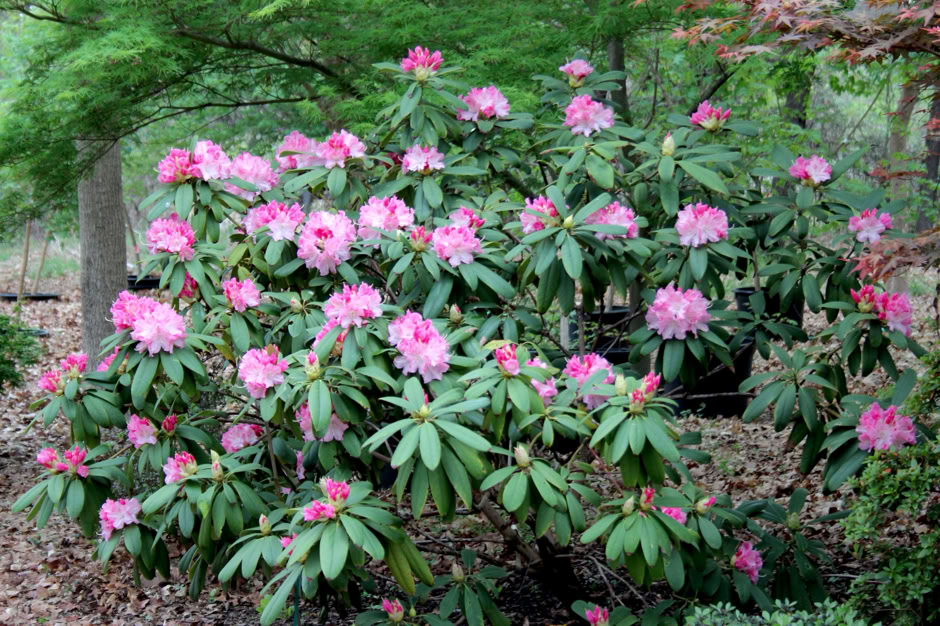 rhododendron in Texas, Acer truncatum dwarf Shantung bonsai Shandong maple seedling 3rd generation Fire Dragon